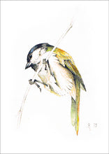 Lade das Bild in den Galerie-Viewer, Kartenbuch Vögel