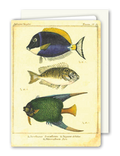 Lade das Bild in den Galerie-Viewer, Klappkarte Fish, inkl. Couvert