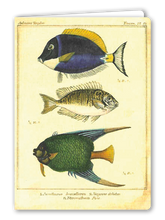 Lade das Bild in den Galerie-Viewer, Klappkarte Fish, inkl. Couvert