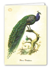 Lade das Bild in den Galerie-Viewer, Klappkarte Peacock, inkl. Couvert