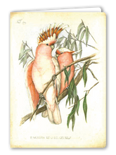 Lade das Bild in den Galerie-Viewer, Klappkarte Pink Cockatoo, inkl. Couvert