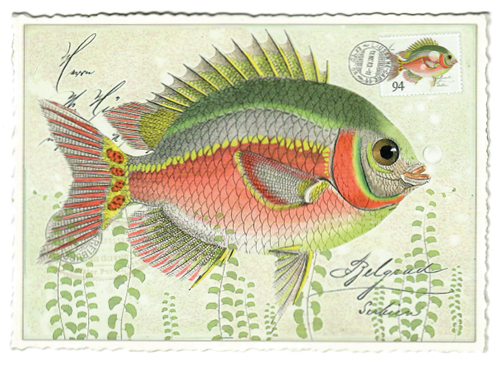 NEU --> Postkarte Fisch