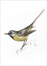 Lade das Bild in den Galerie-Viewer, Kartenbuch Vögel
