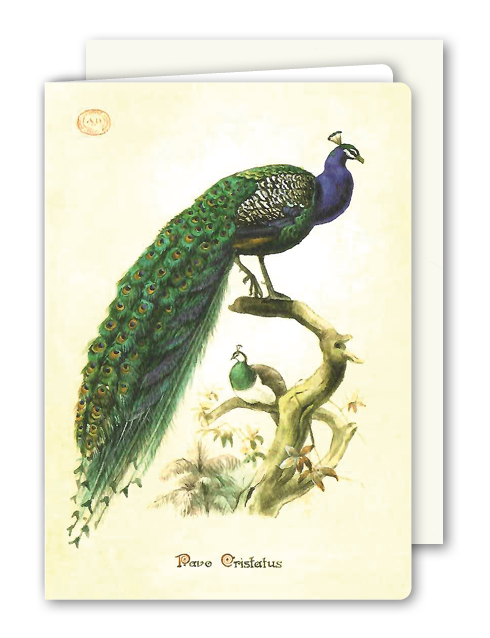 Klappkarte Peacock, inkl. Couvert