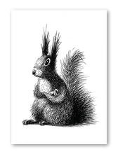 Lade das Bild in den Galerie-Viewer, Postkarte Das Eichhörnchen

